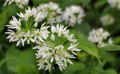 fleurs ail des ours